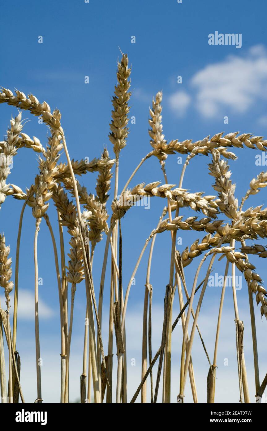 Weizenaehren, Weizenaehre, Weizen, Triticum aestivum,, Foto Stock