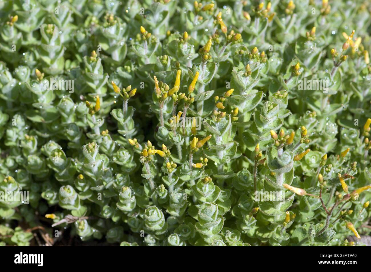 Sumpf-Johanniskraut Ipericum elode Foto Stock