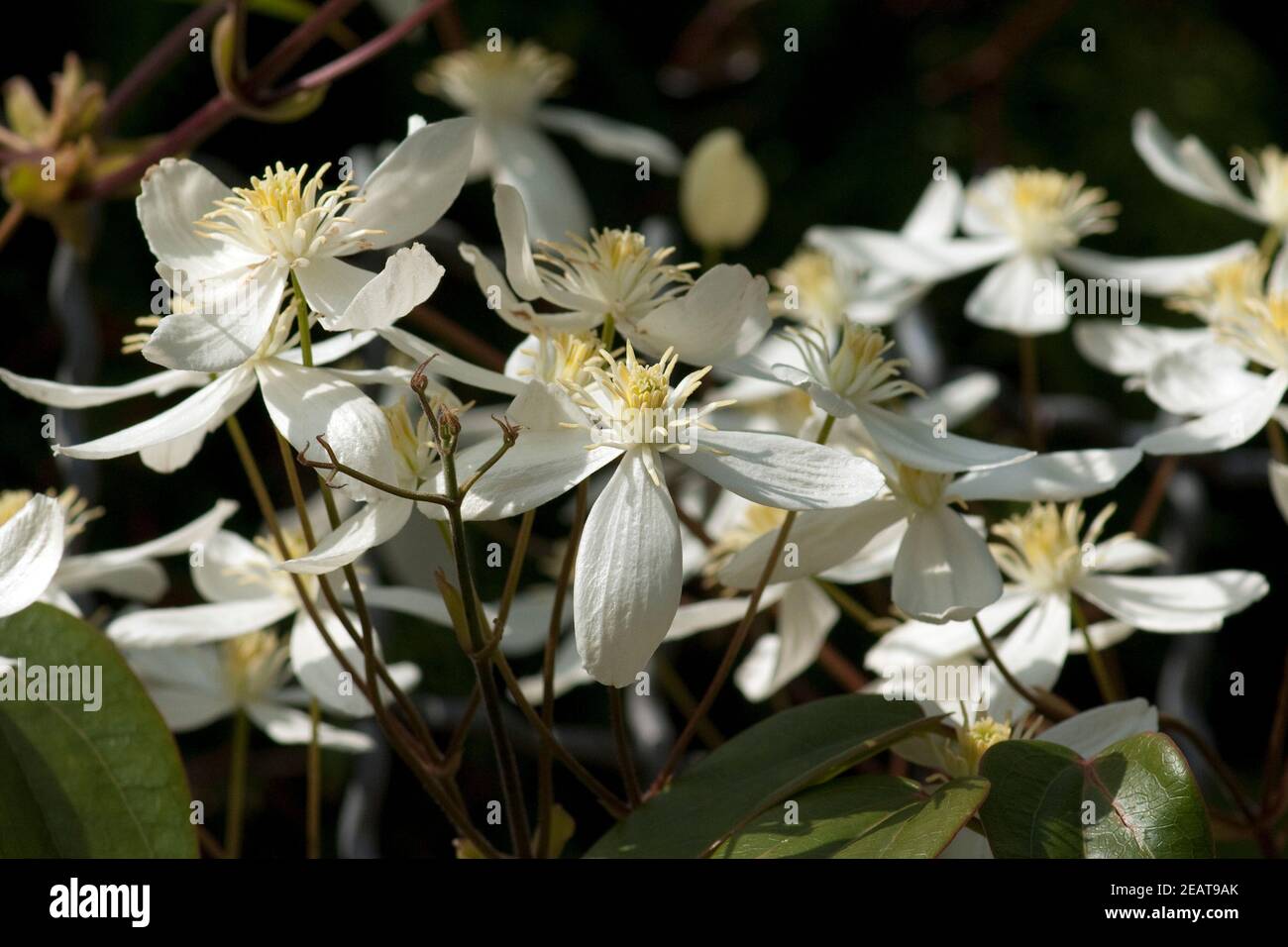 Armands, waldrebe, Clematis Foto Stock