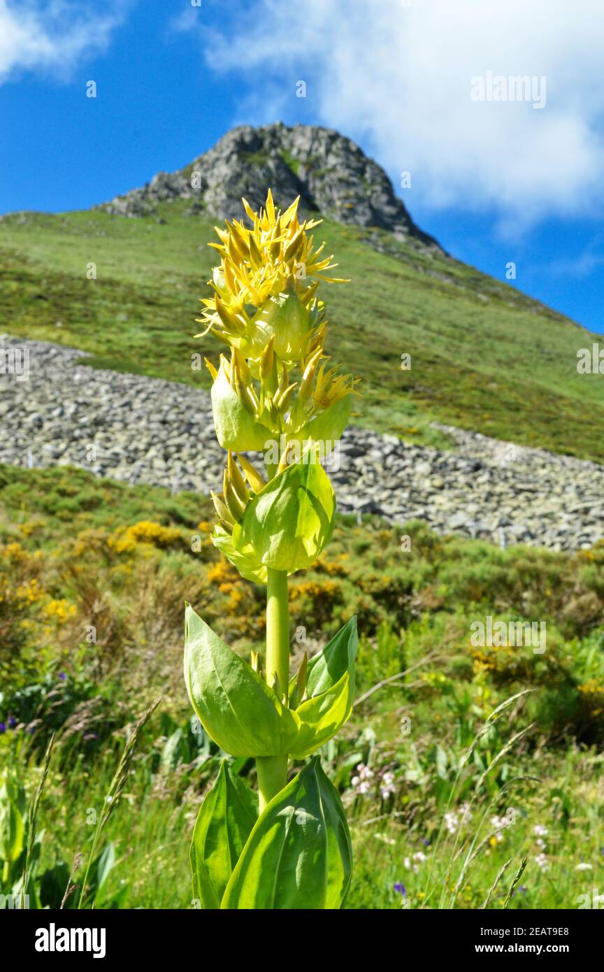 Magnifica pianta di montagna, tipo Gentiana o Gentiana. Usato per fare l'alcool di pianta o la pianta medicinale. Foto Stock