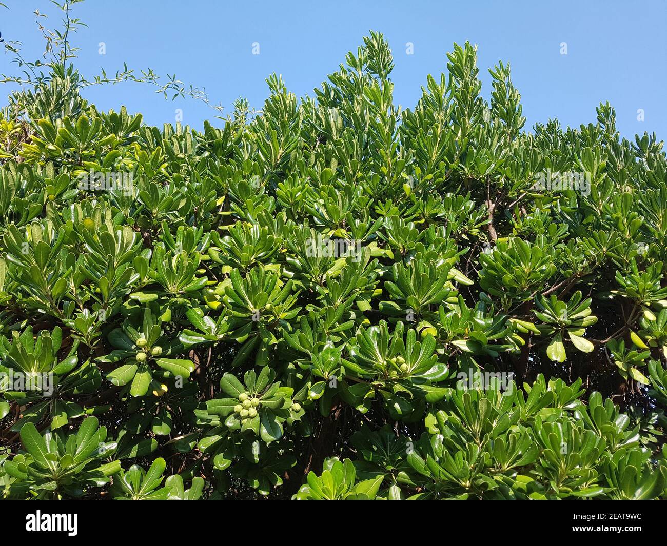 Klebsame, Pittosporum, tobira Foto Stock