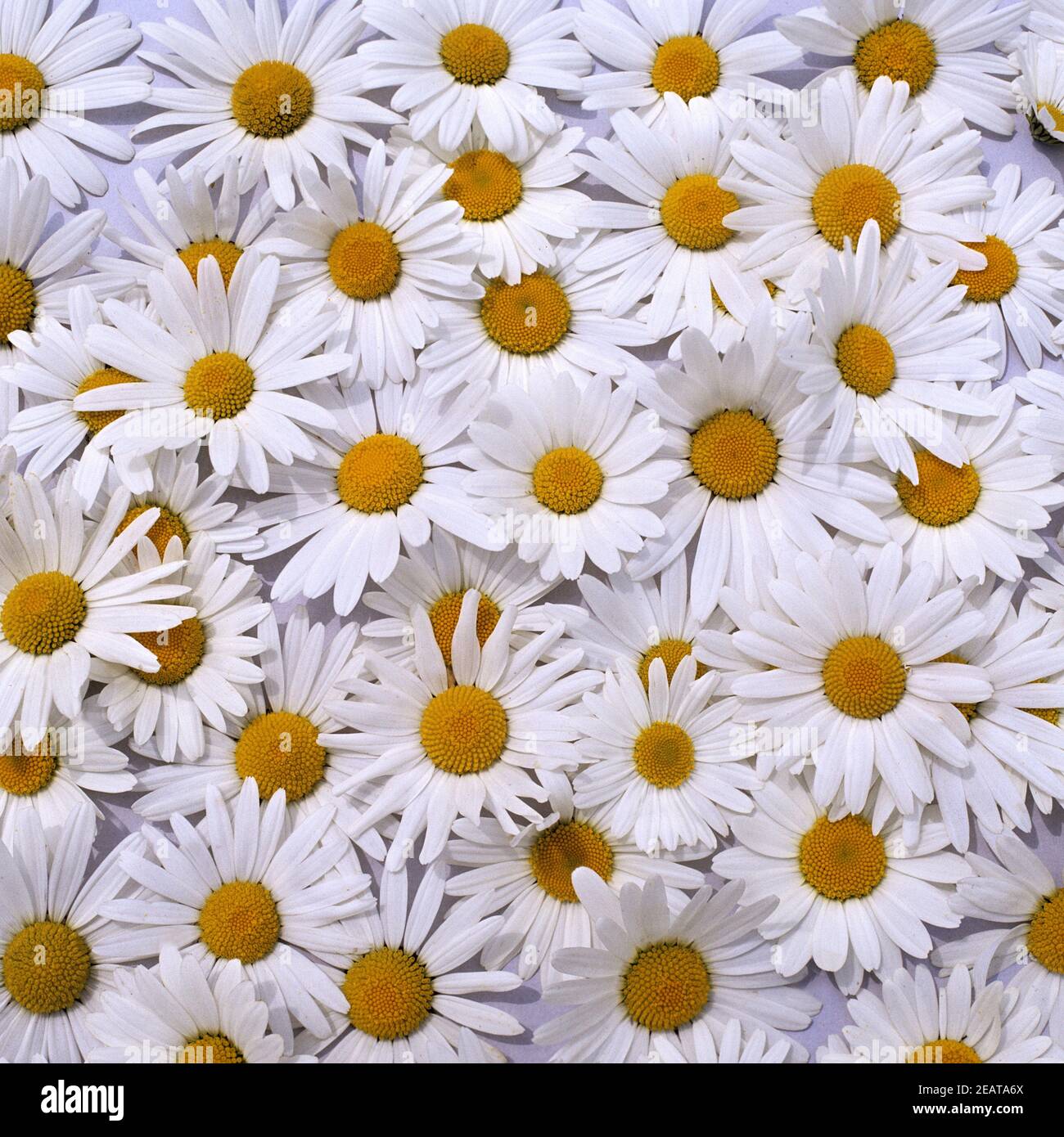 Margariten, Wiesen-Margeriten Foto Stock