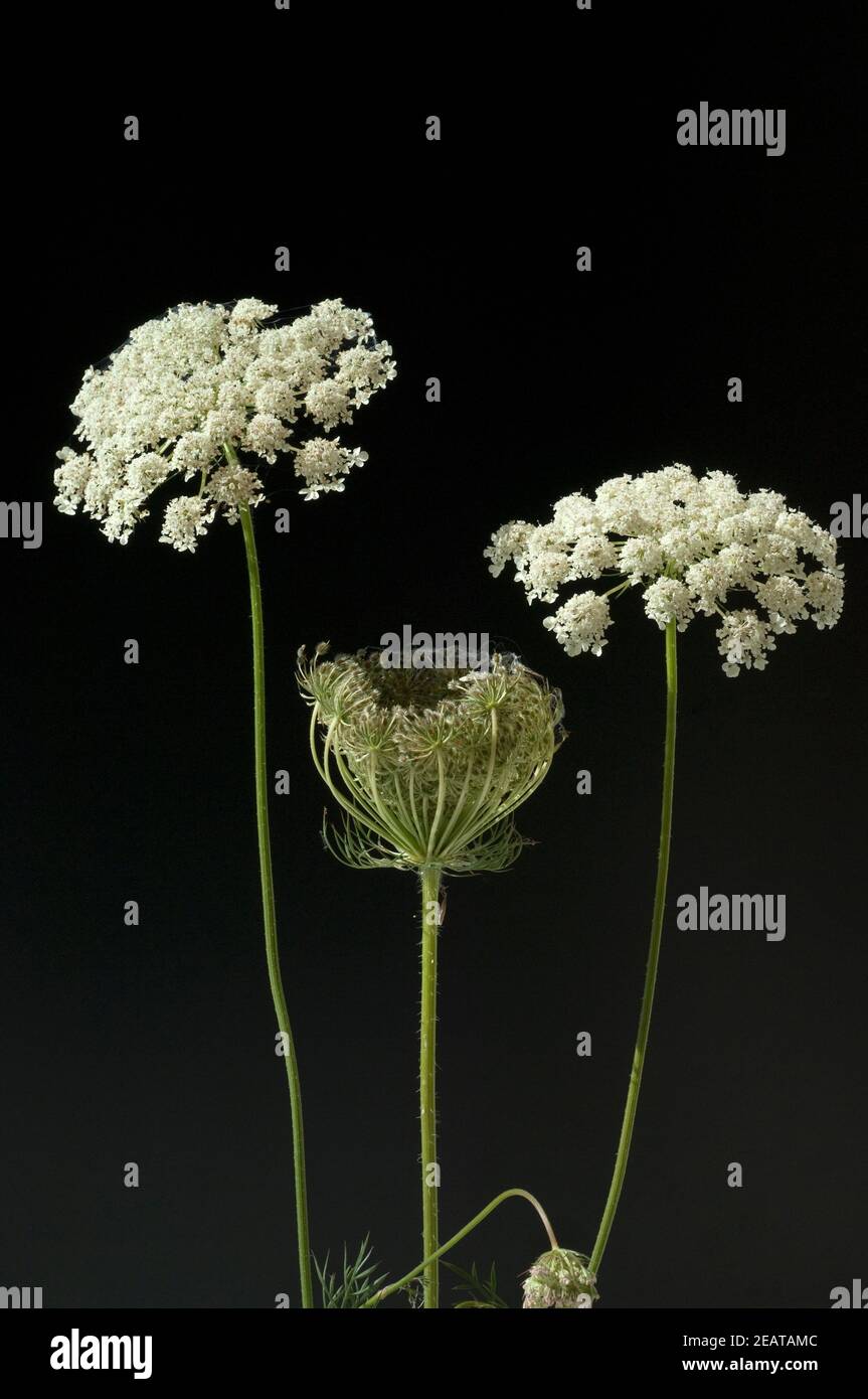Wilde, Moehre Bluete Blueten Daucus Carota Foto Stock