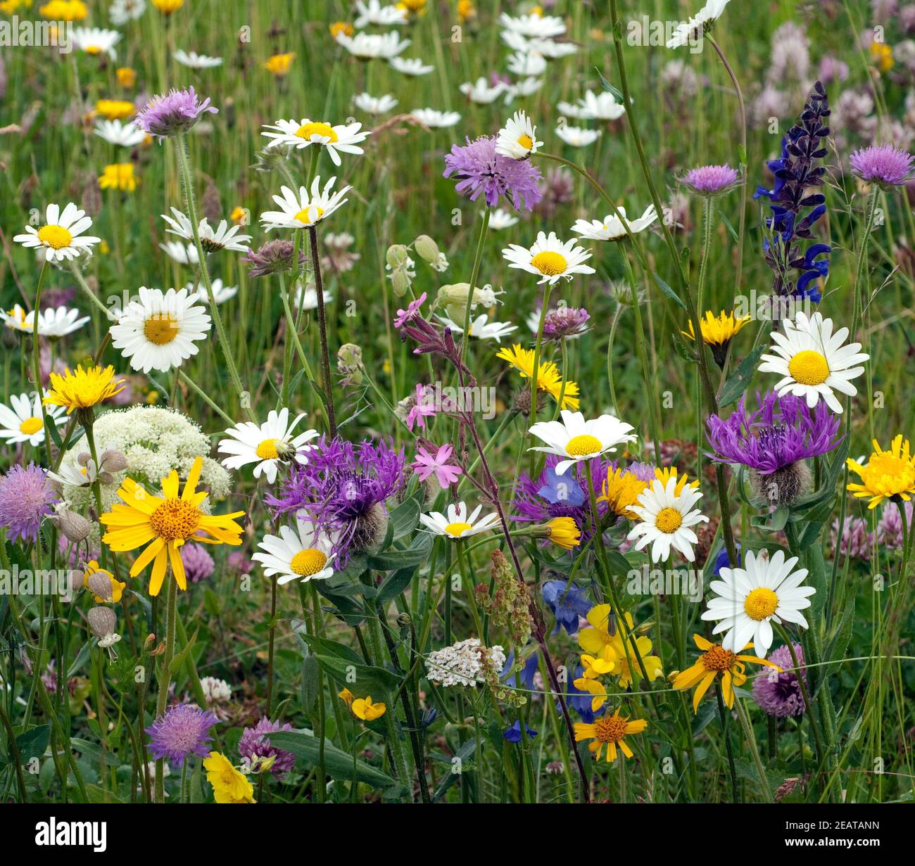 Wildblumenwiese, Blumenwiese Foto Stock