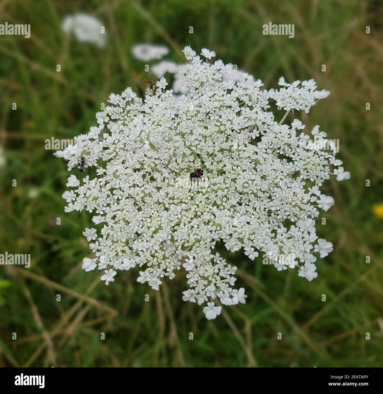 Wilde, Moehre Daucus Carota Foto Stock