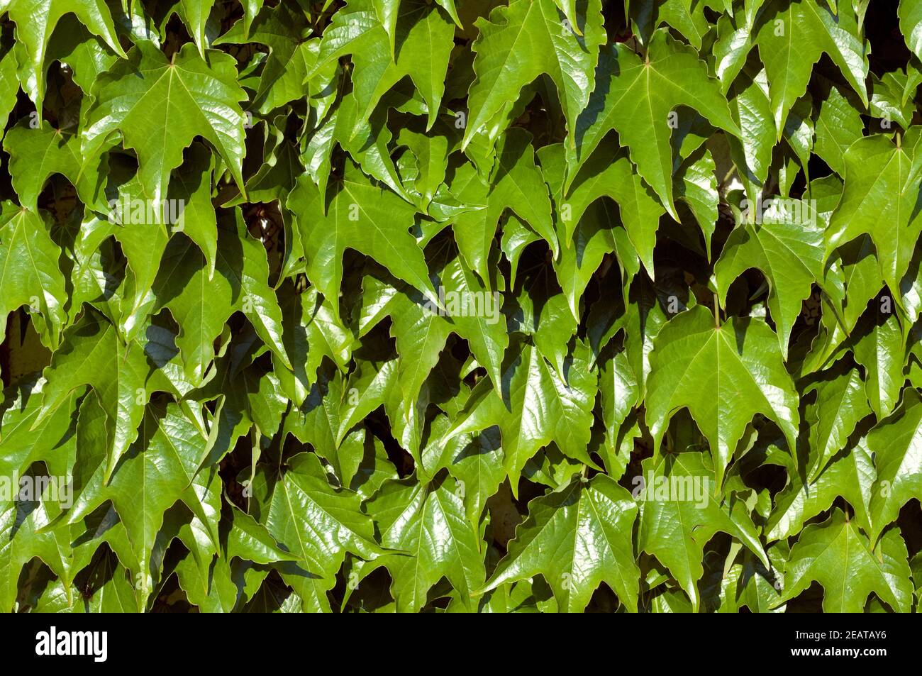 Wilder Wein Parthenocissus quinquefolia Foto Stock