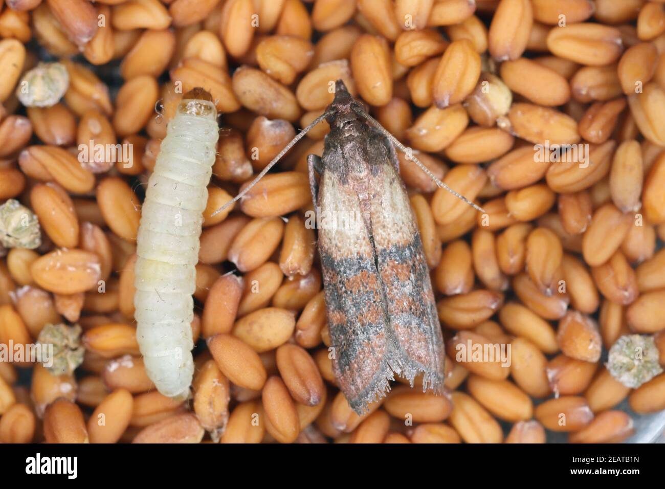 L'interpunctella di una falena piraloide della famiglia Pyralidae è un parassita comune di prodotti immagazzinati e di parassiti di cibo nelle case. Moth on Foto Stock