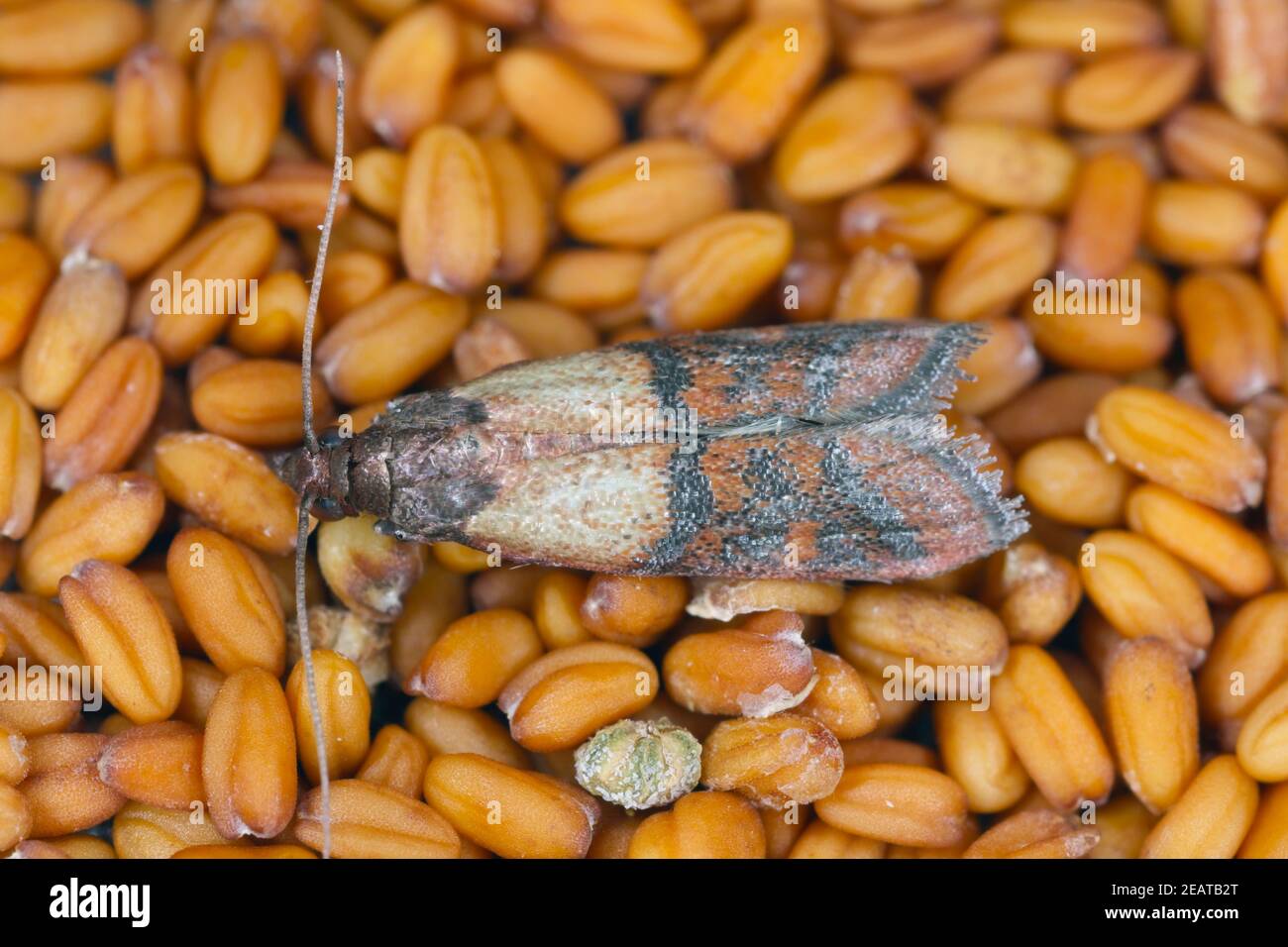 L'interpunctella di una falena piraloide della famiglia Pyralidae è un parassita comune di prodotti immagazzinati e di parassiti di cibo nelle case. Foto Stock