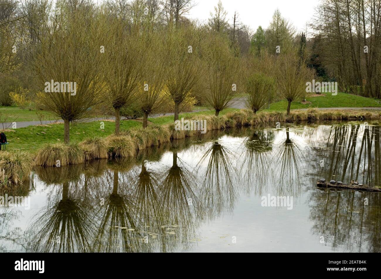 Korbweiden Foto Stock