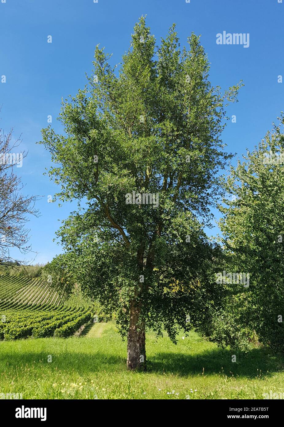 Korkeiche, Quercus suber Foto Stock