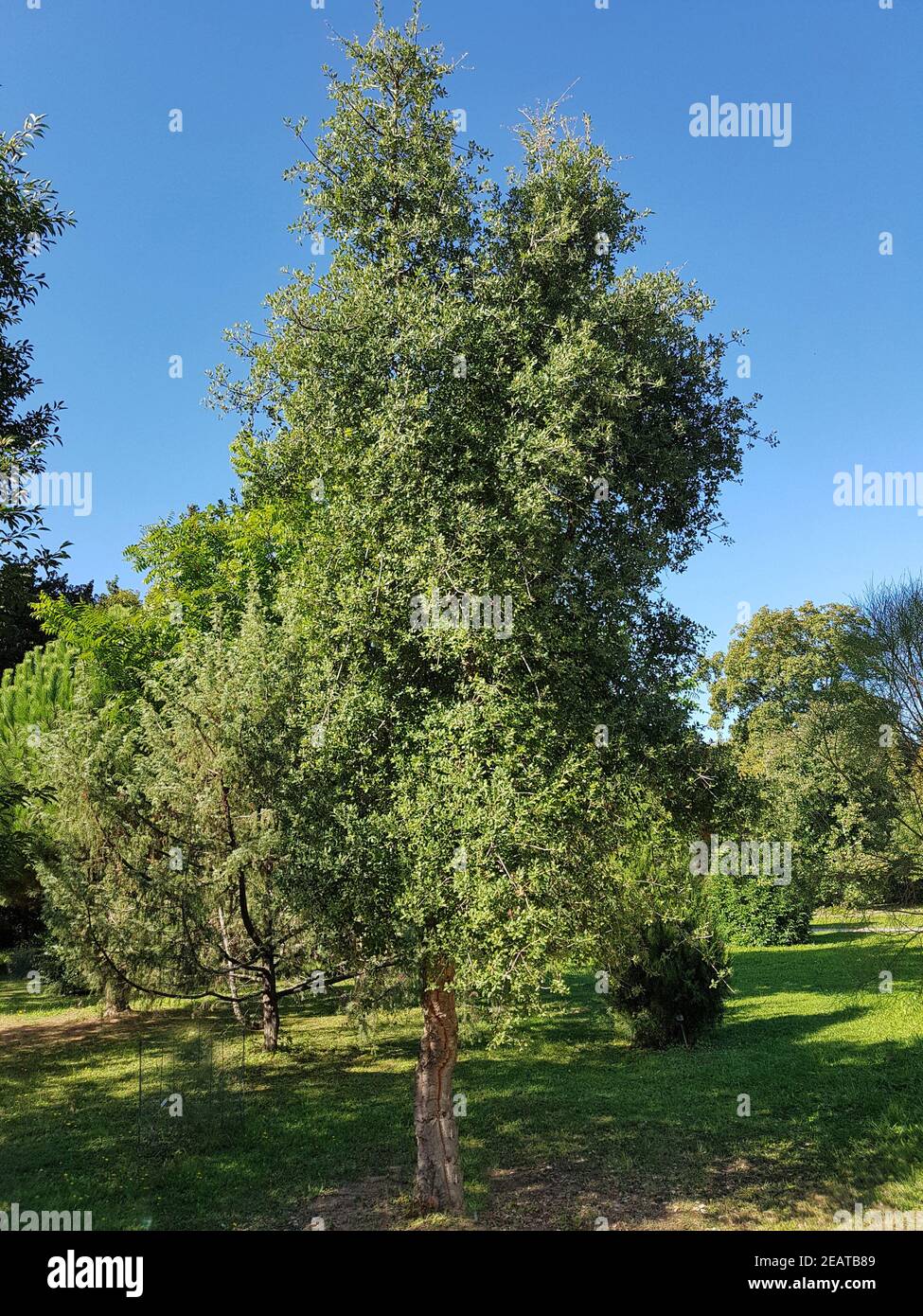 Korkeiche, Quercus suber Foto Stock