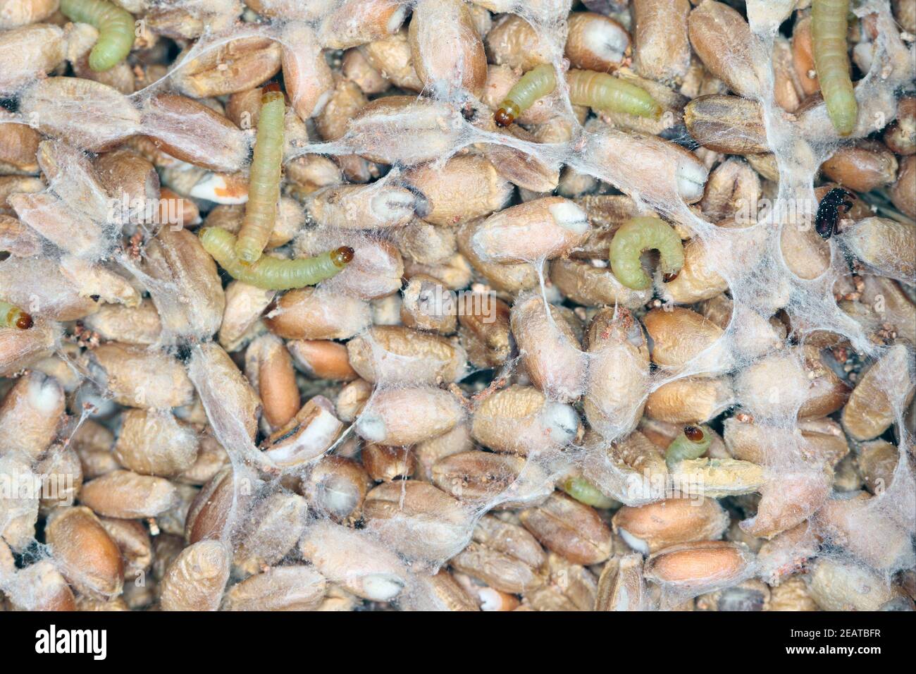 Caterpillar di Indianmeal Moth Plodia interpunctella di una falena piraloide Della famiglia Pyralidae è un parassita comune di prodotti immagazzinati e peste di cibo Foto Stock