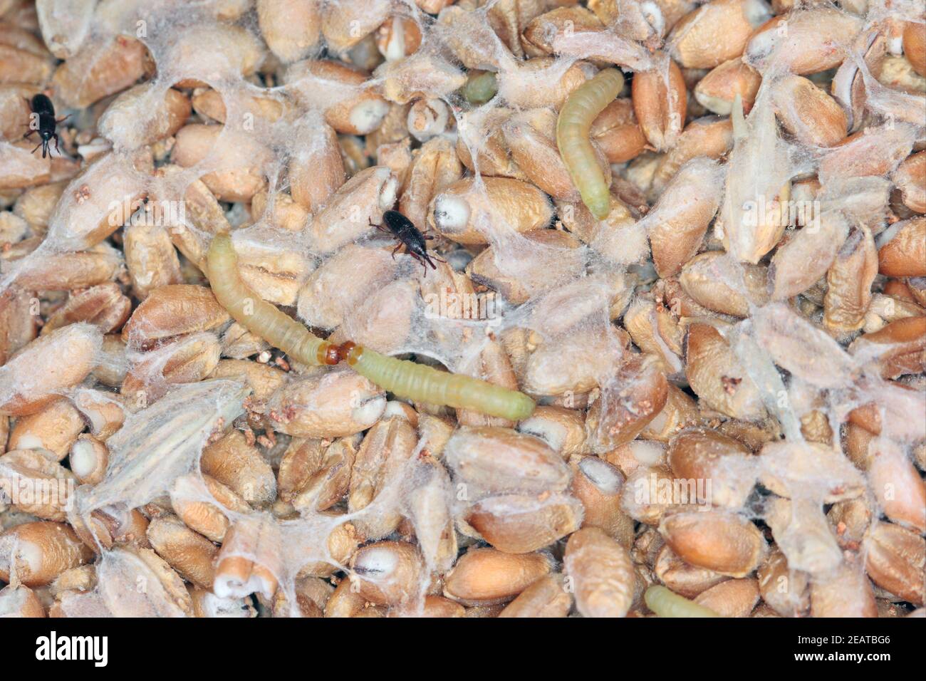 Caterpillar di Indianmeal Moth Plodia interpunctella di una falena piraloide Della famiglia Pyralidae è un parassita comune di prodotti immagazzinati e peste di cibo Foto Stock