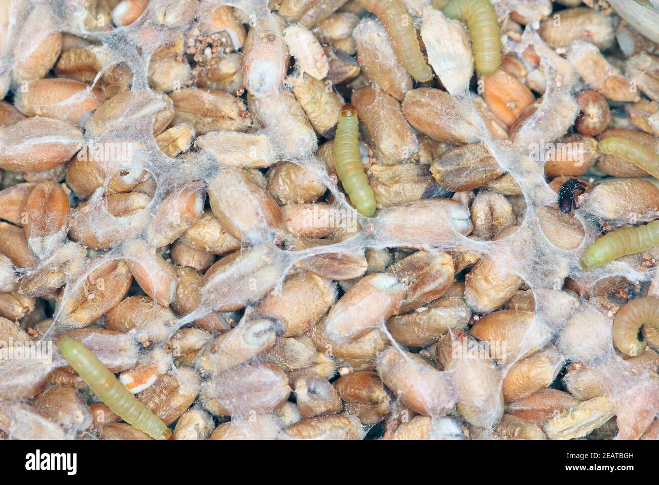 Caterpillar di Indianmeal Moth Plodia interpunctella di una falena piraloide Della famiglia Pyralidae è un parassita comune di prodotti immagazzinati e peste di cibo Foto Stock