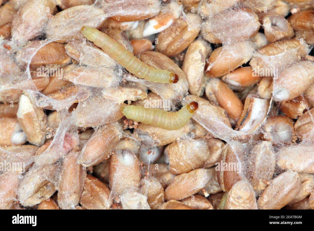 Caterpillar di Indianmeal Moth Plodia interpunctella di una falena piraloide Della famiglia Pyralidae è un parassita comune di prodotti immagazzinati e peste di cibo Foto Stock