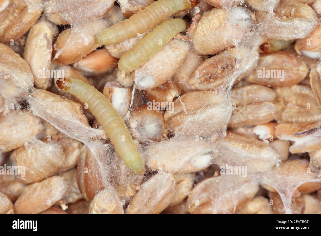 Caterpillar di Indianmeal Moth Plodia interpunctella di una falena piraloide Della famiglia Pyralidae è un parassita comune di prodotti immagazzinati e peste di cibo Foto Stock