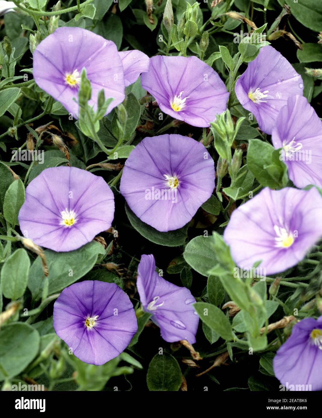 Winde Convolvulus sabatius Foto Stock