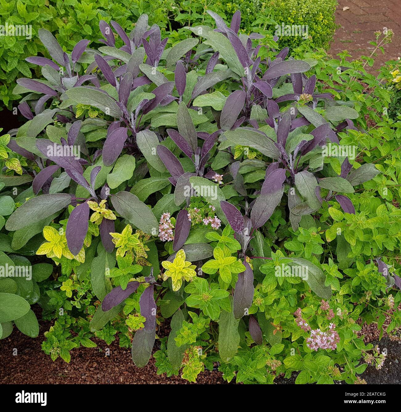 Salvia, Purpurescens, Origanum vulgare Foto Stock