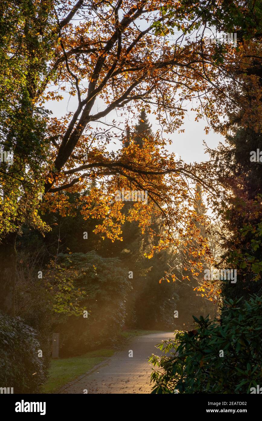 Cammina attraverso un cimitero contro il sole che tramonta a novembre con foglie cadenti, il concetto di speranza e dolore Foto Stock