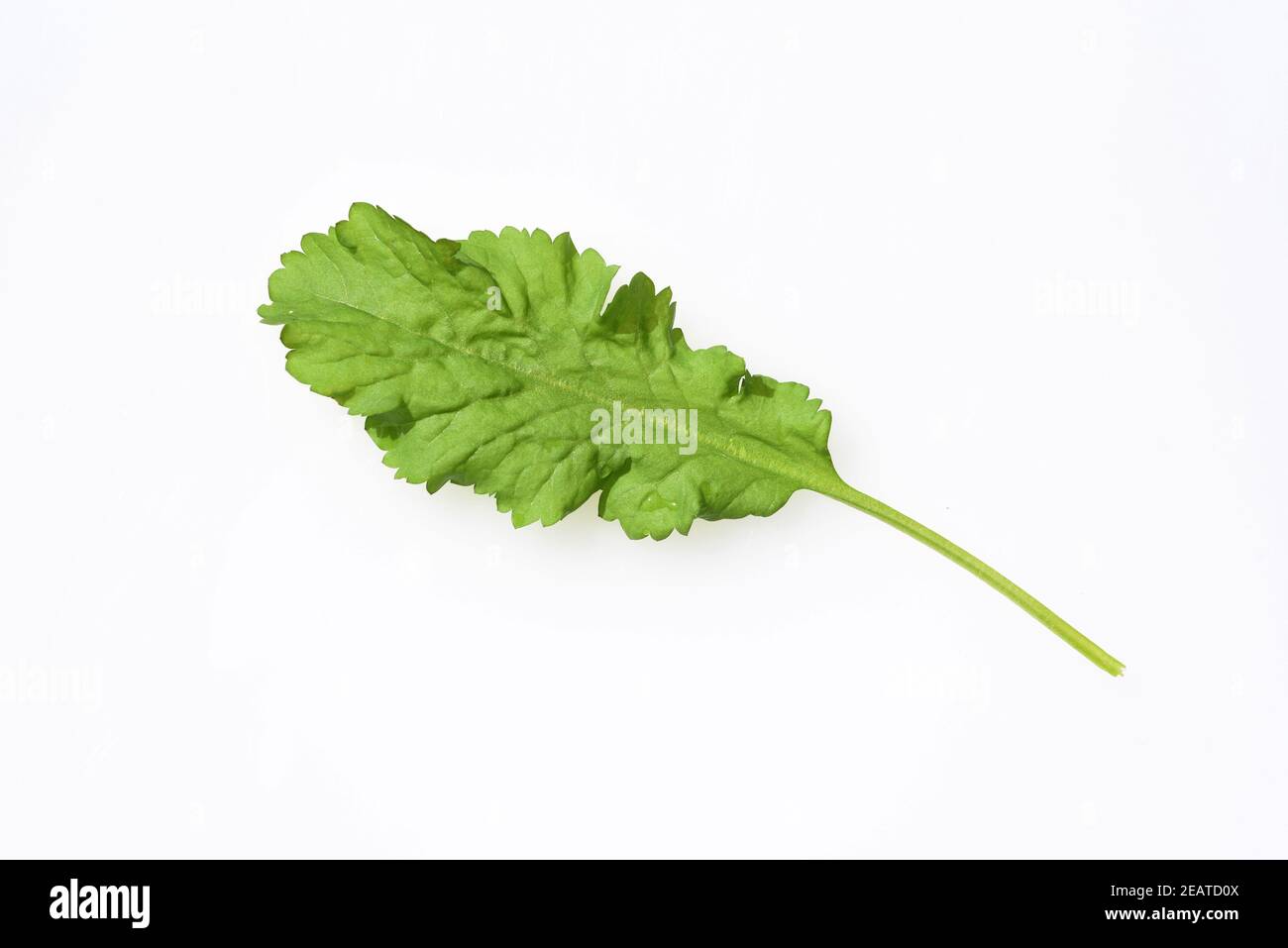 Gartenkresse, Lepidium Sativum Foto Stock