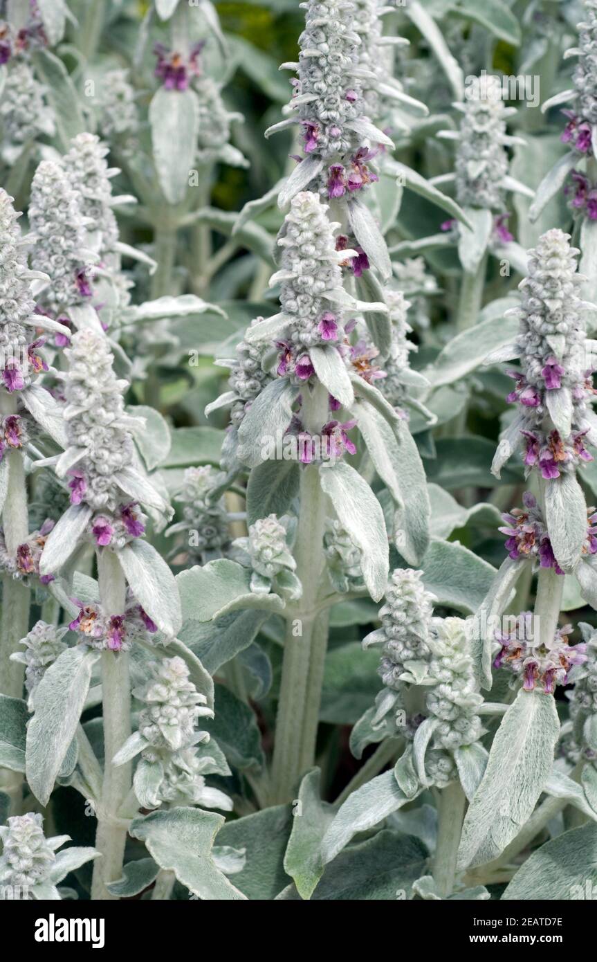 Wollziest, Stachys, byzantina, Eselsohr Foto Stock