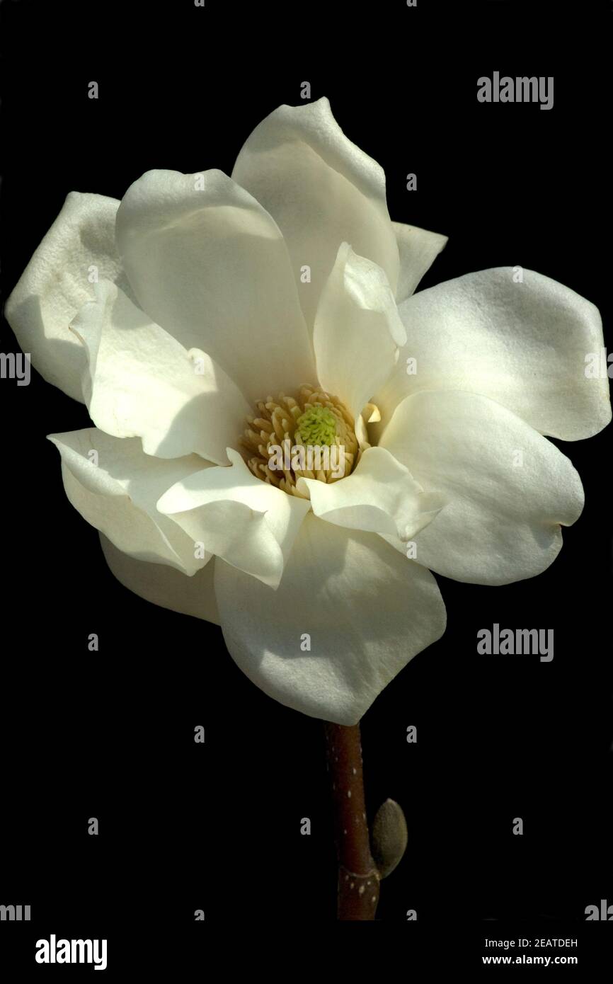 Yulan-Magnolie, denudata Magnolia Foto Stock