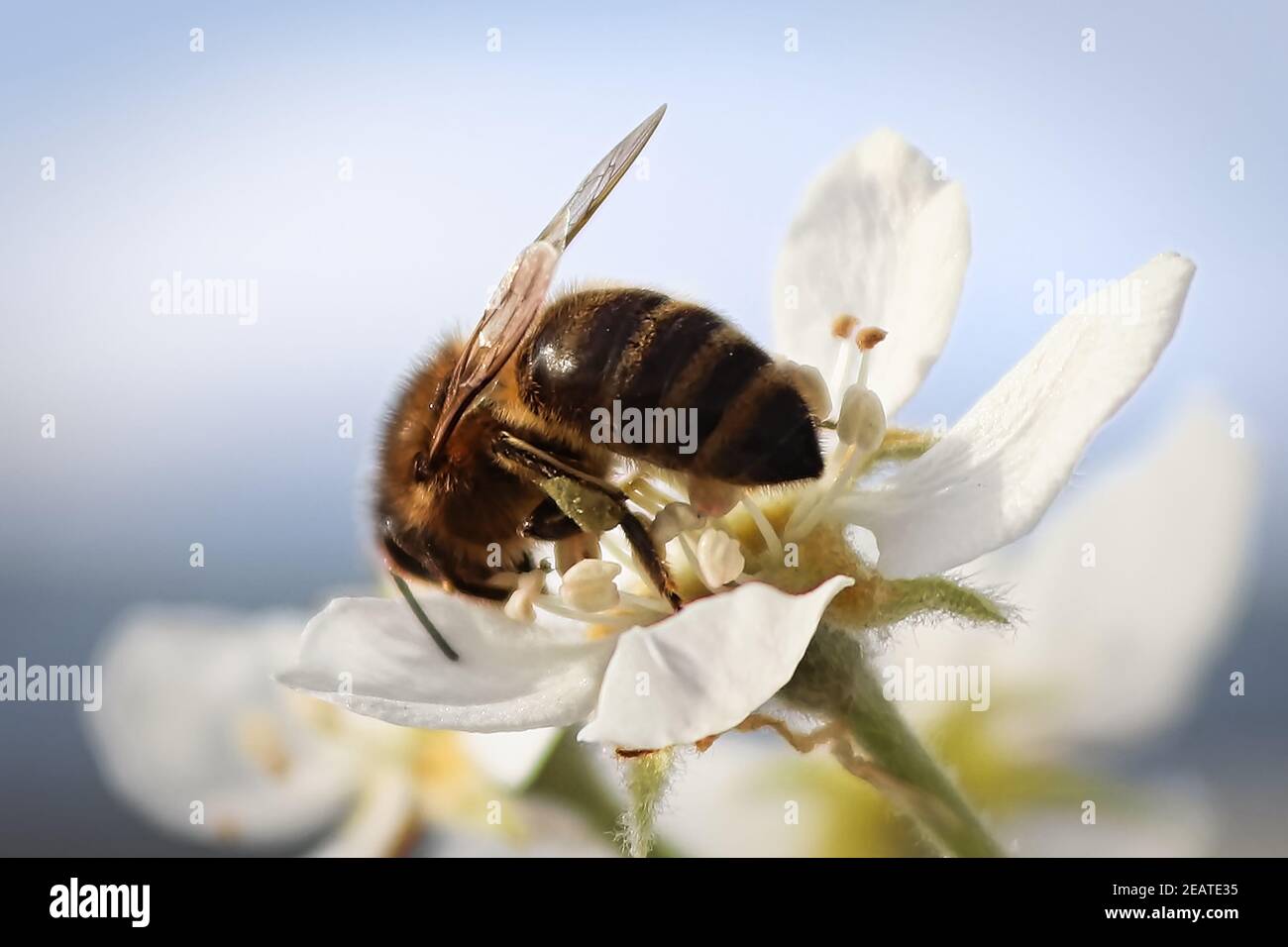 Macro di un'ape che impollinava un fiore di pera Foto Stock