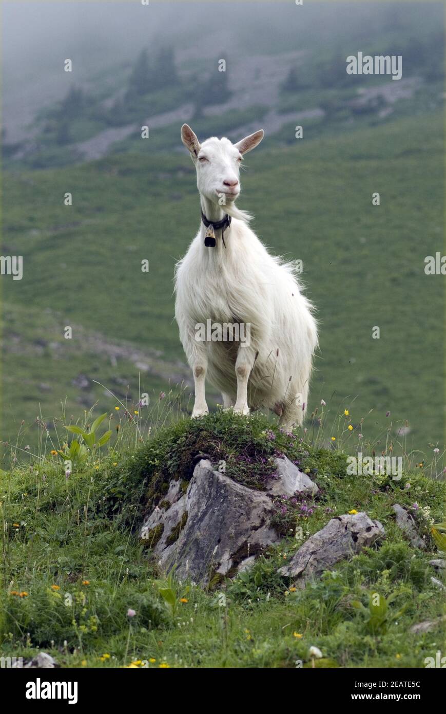 Ziege, Gebirge Foto Stock