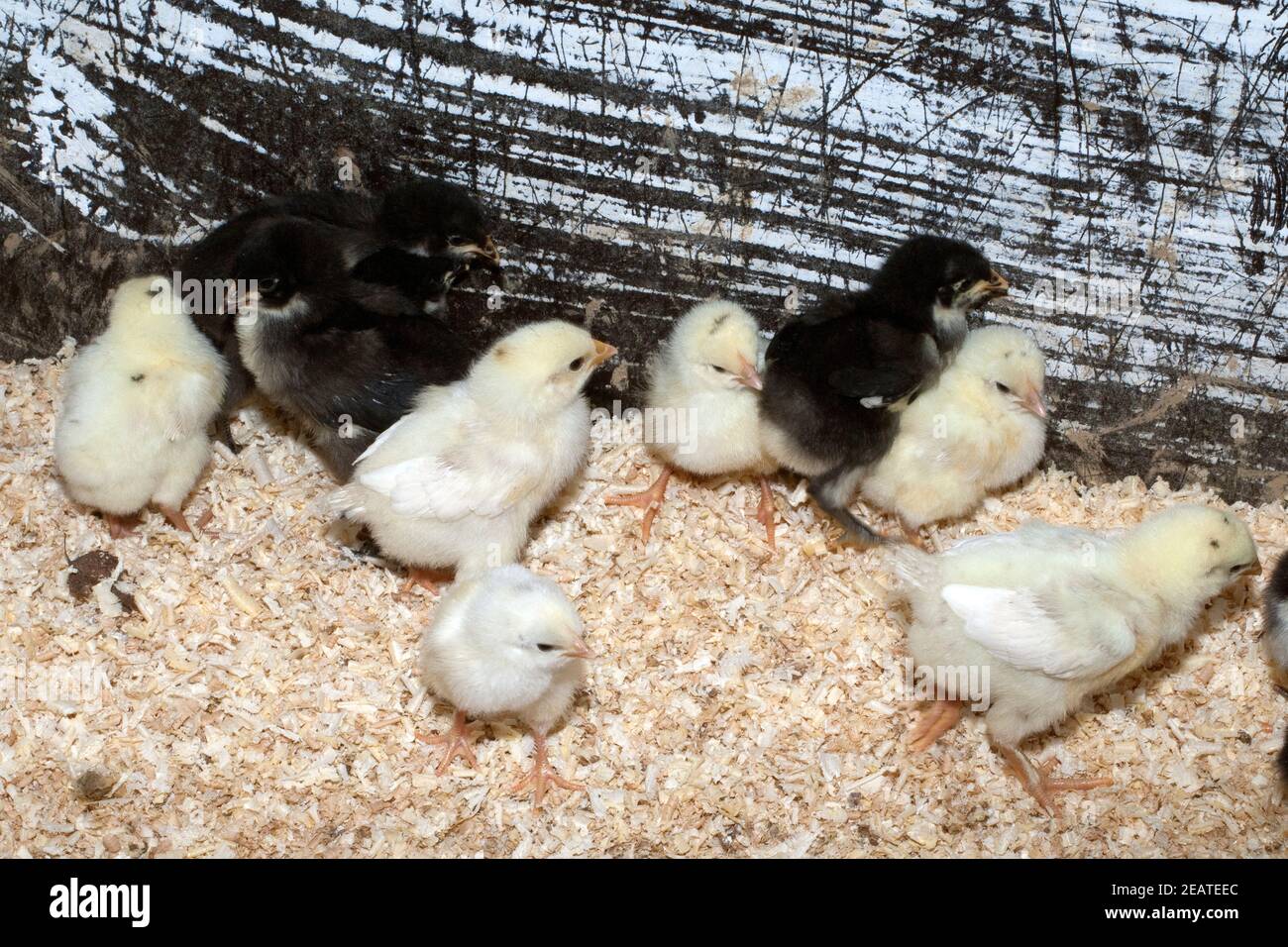 Deutsches, Langschan, Huhn, Kueken Foto Stock