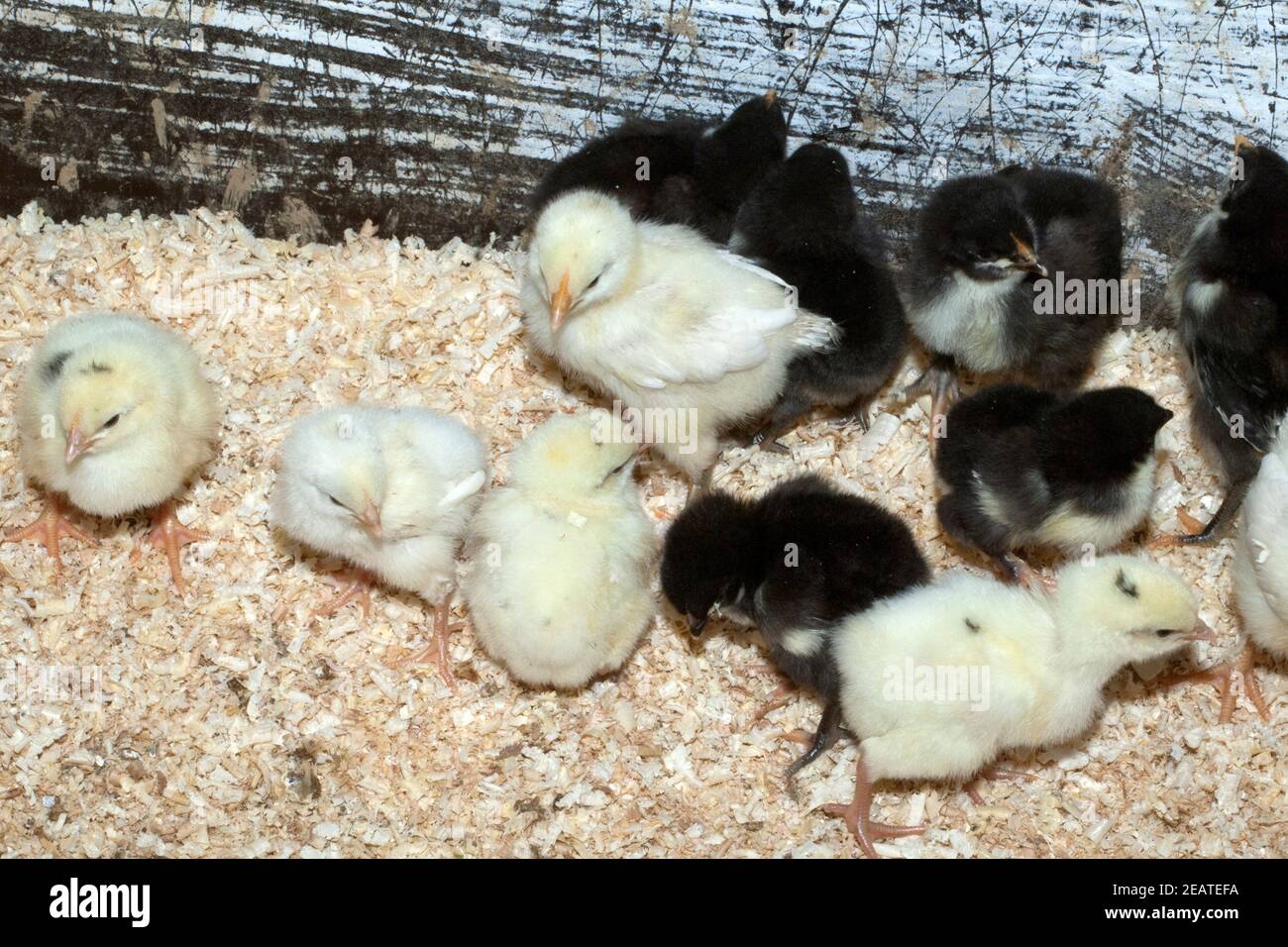 Deutsches, Langschan, Huhn, Kueken Foto Stock