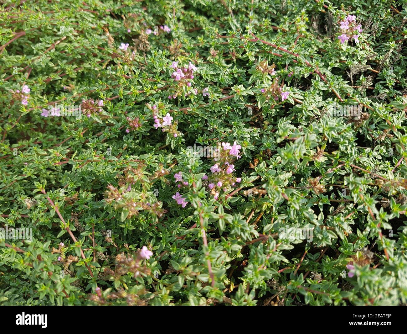 Kuemmelthymian, Timo, Kraeuter, Heilpflanze Foto Stock