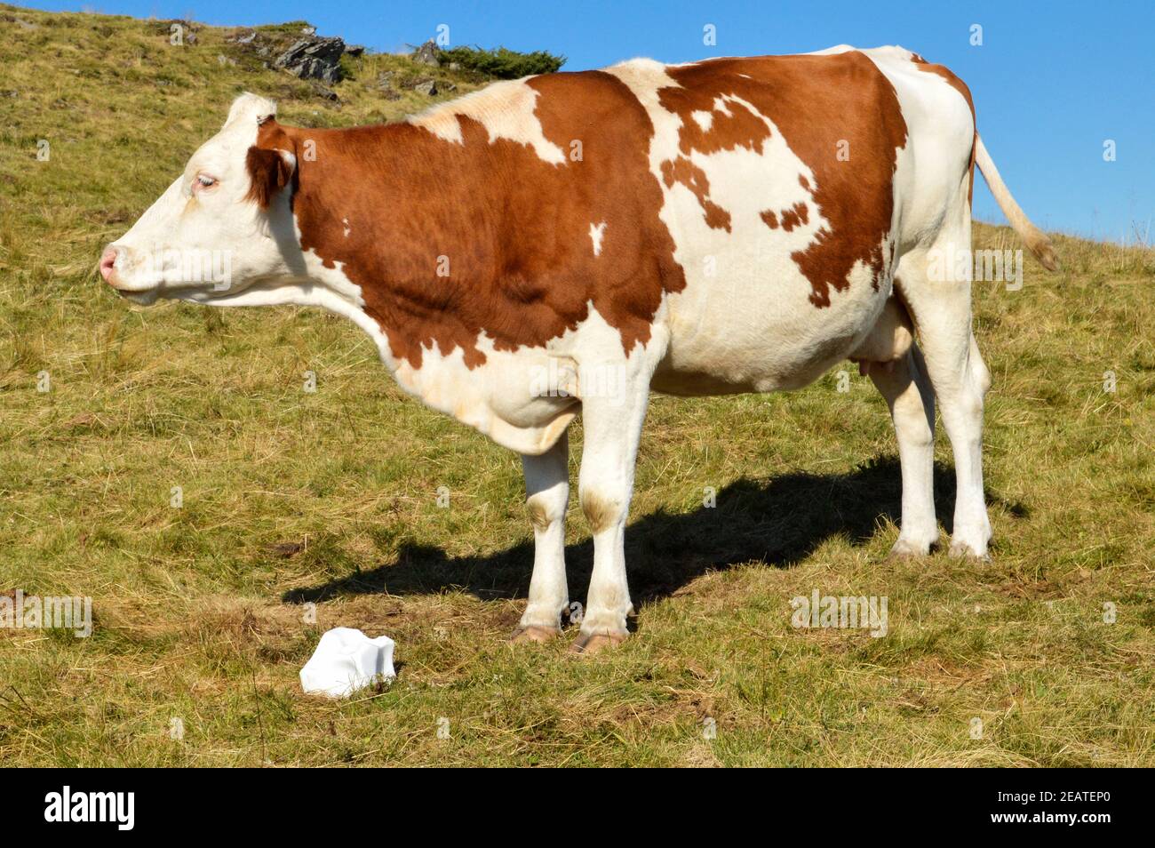 Montbeliarde mucca da latte in un campo con una pietra di sale. Foto Stock