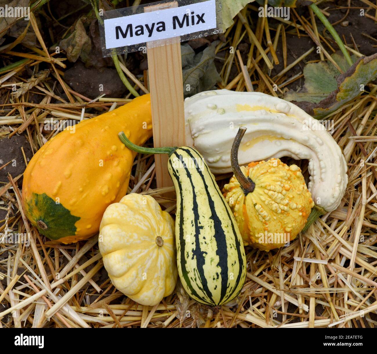 Maya Mix, Zierkuerbis, Kuerbis Foto Stock