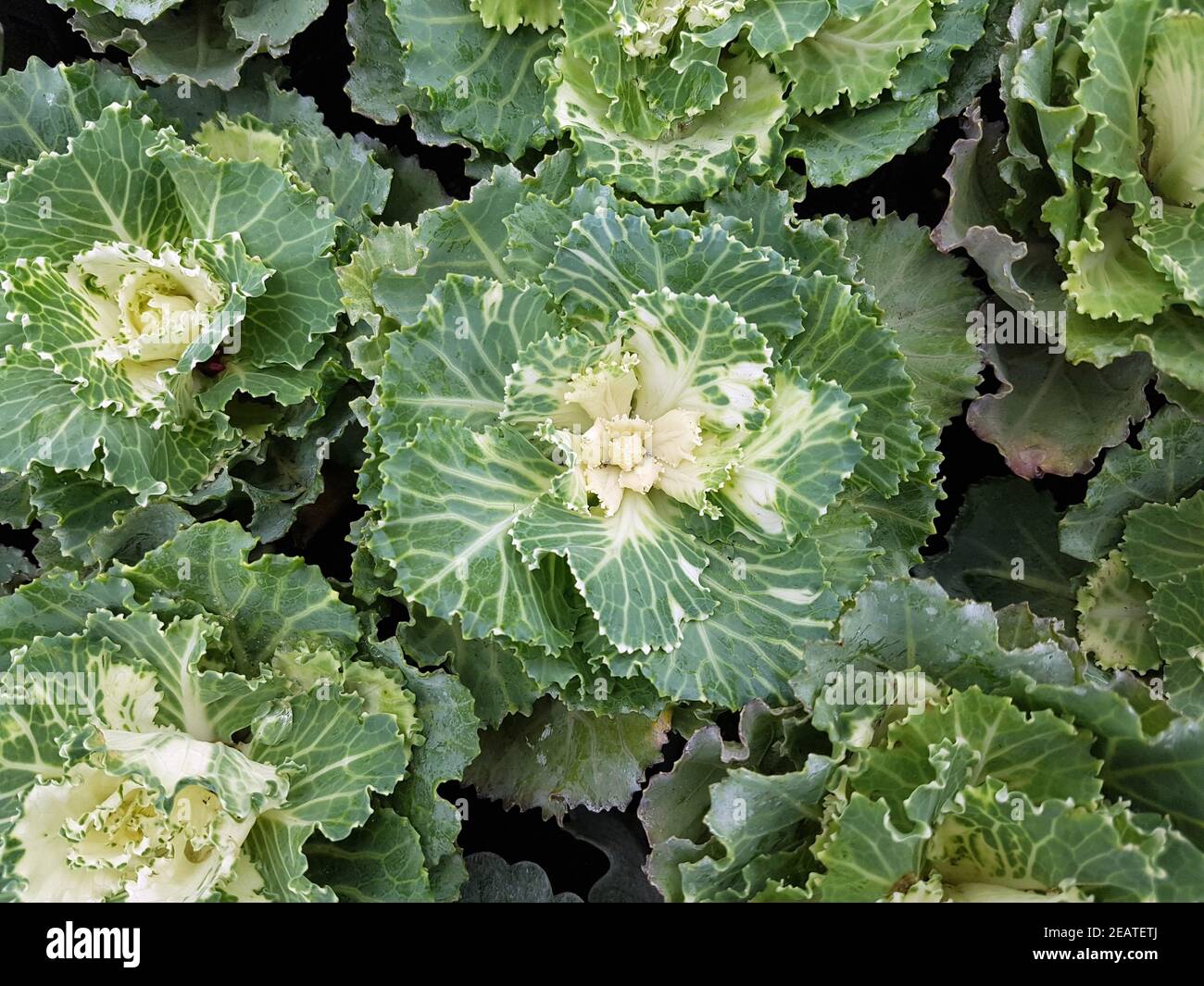 Zierkohl, Brassica, oleracea, var., acephala Foto Stock