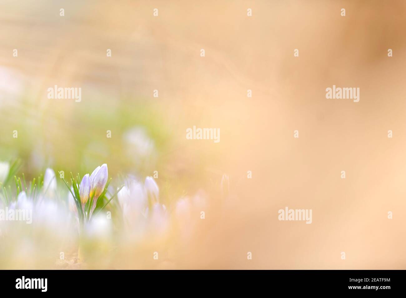 Boccioli di fiori ‘Tricolor’ di Crocus sieberi in primavera Foto Stock