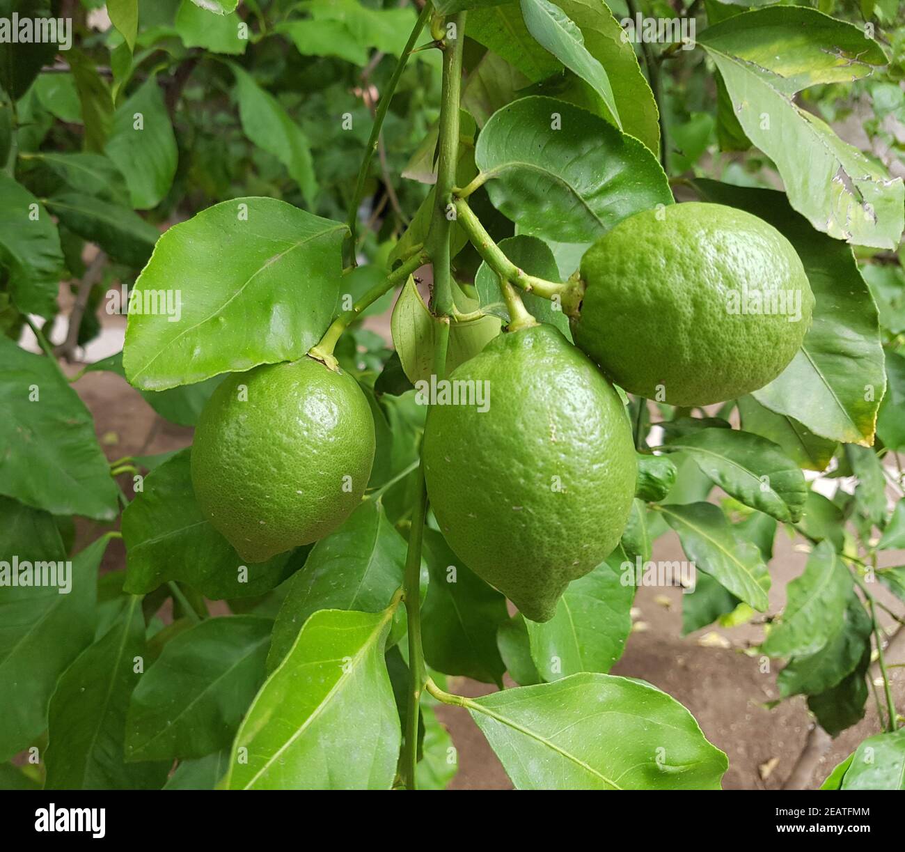 Limone di Zitronen Citrus Foto Stock