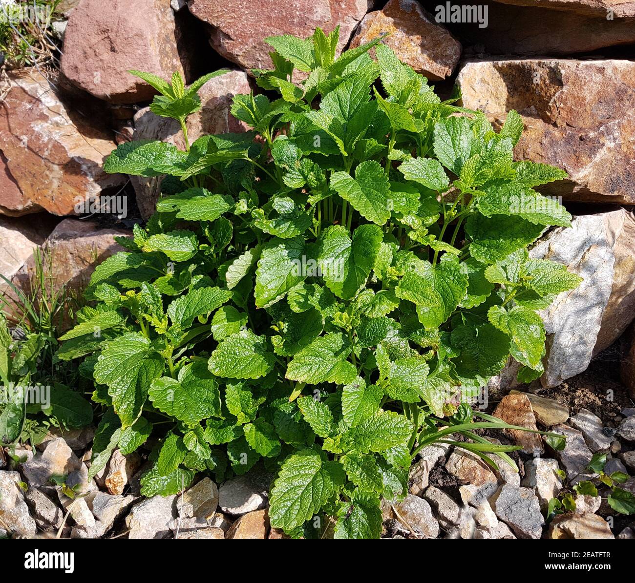 Zitronenmelisse, Melissa officinalis Foto Stock