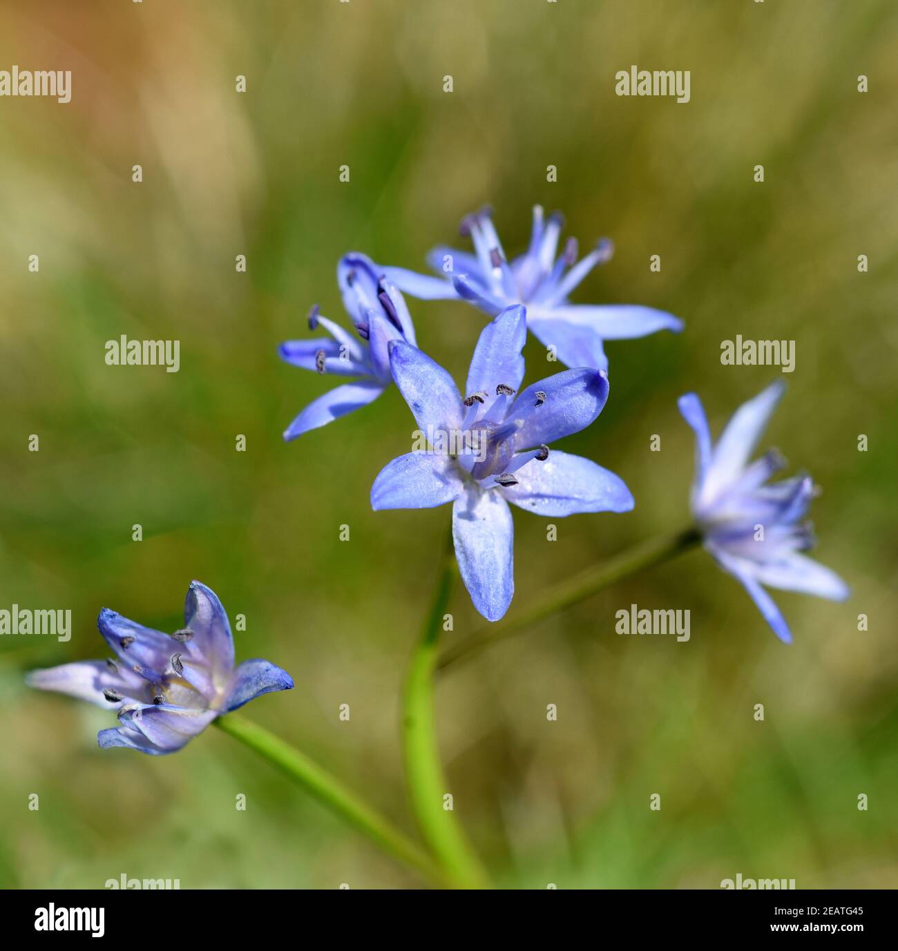 Zweiblaettriger, Blaustern, Scilla bifolia, Foto Stock