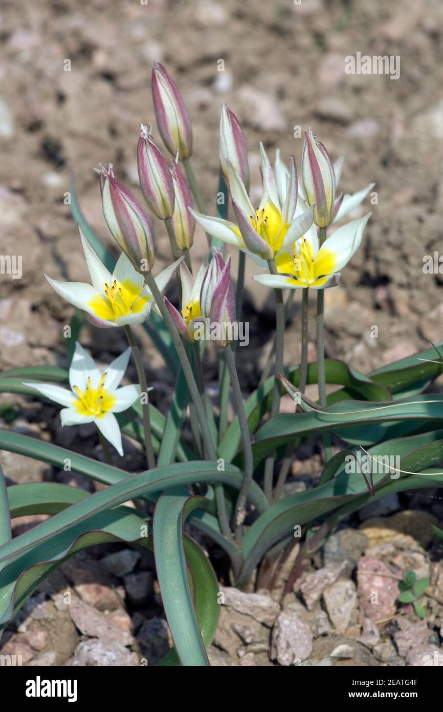 Tulpe Zweibluetige, Tulipa biflora, Wildtulpe Foto Stock