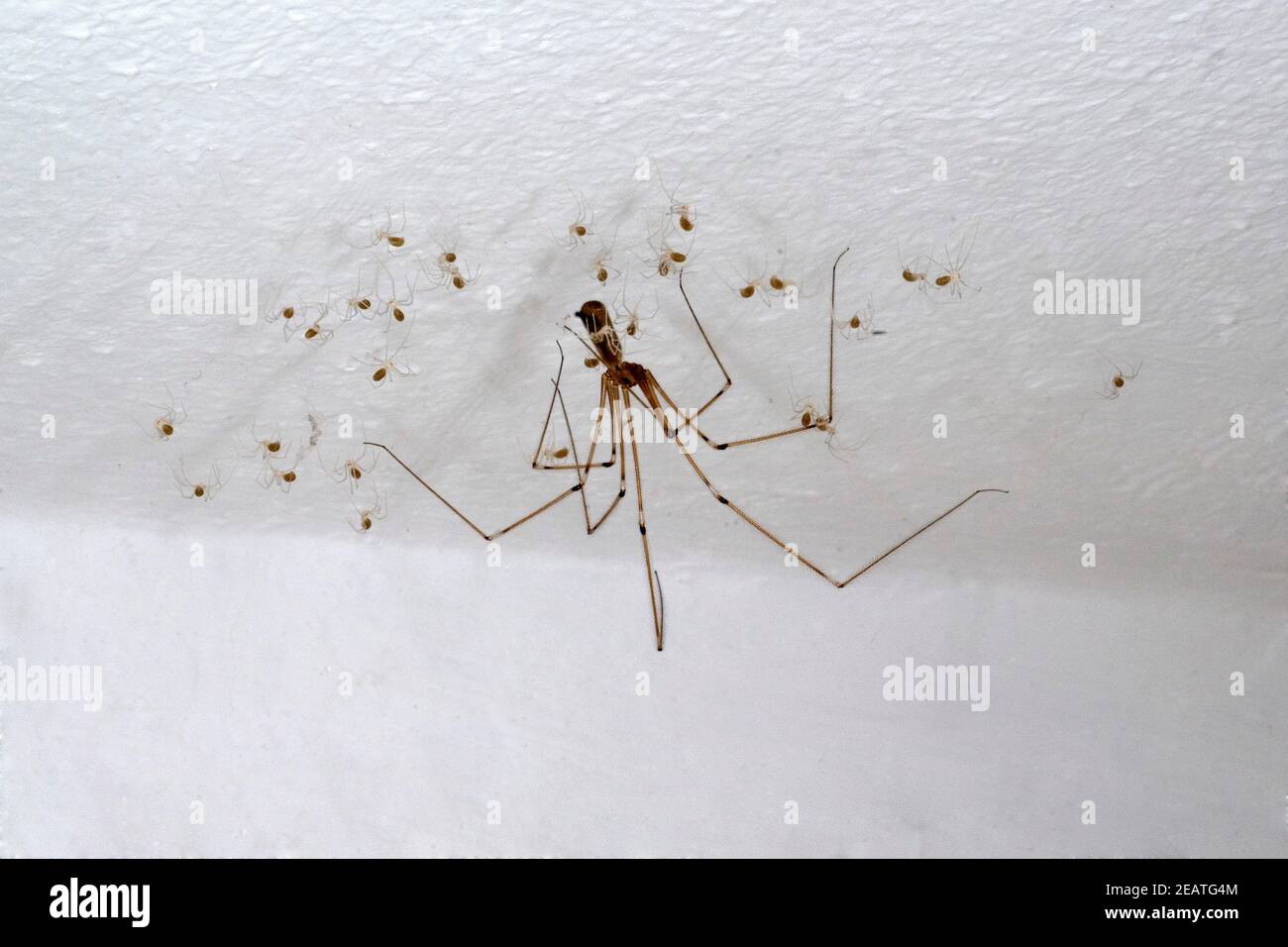 Zitterspinne, Phalangioides di Pholcus Foto Stock