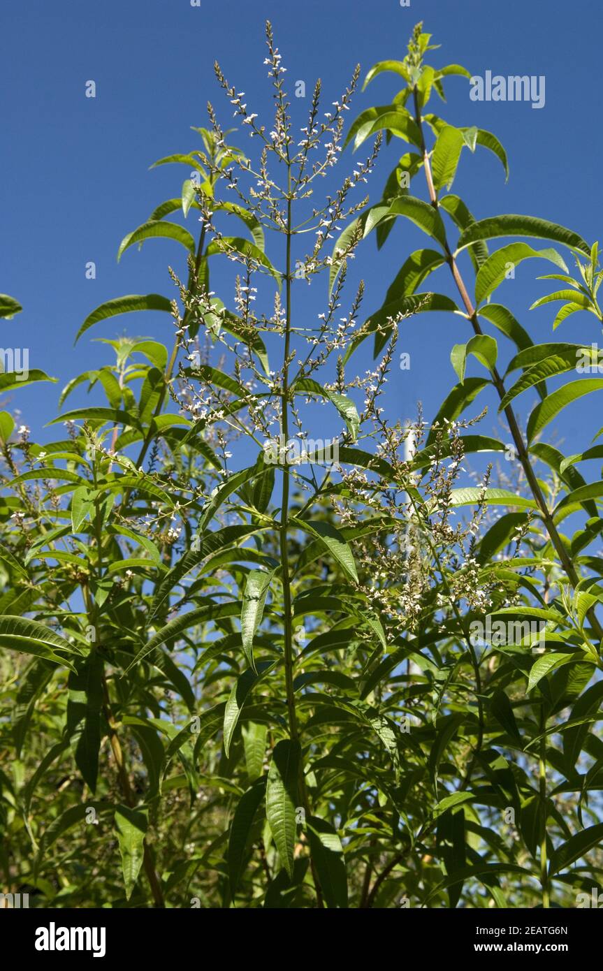 Zitronenverbene, Verveine, Lippia citrodora,, Foto Stock