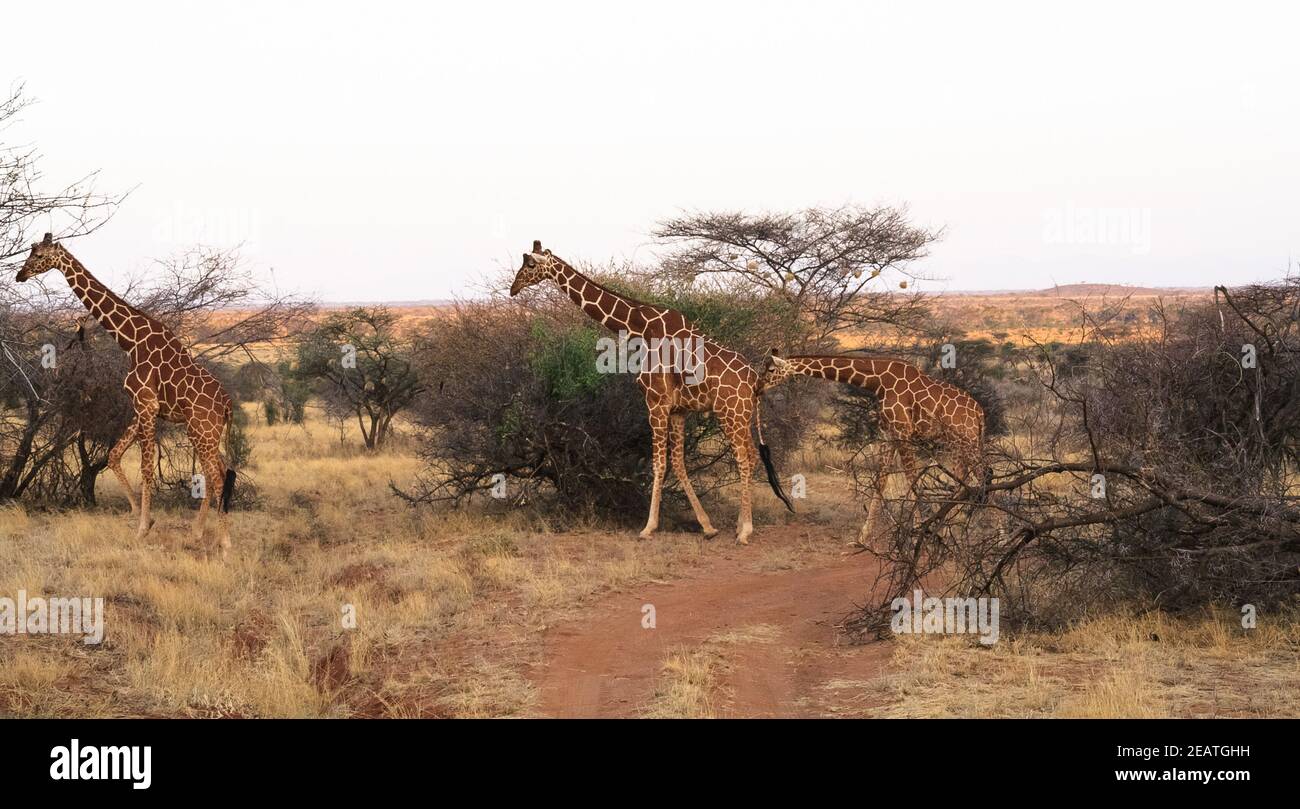 Piccolo allevamento di traliccio giraffe. Samburu, Kenya Foto Stock
