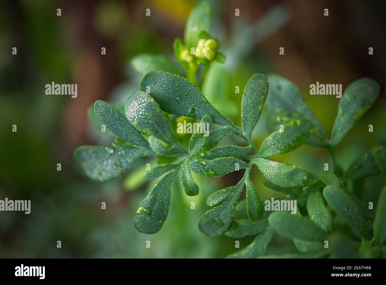 Ruta graveolens Foto Stock