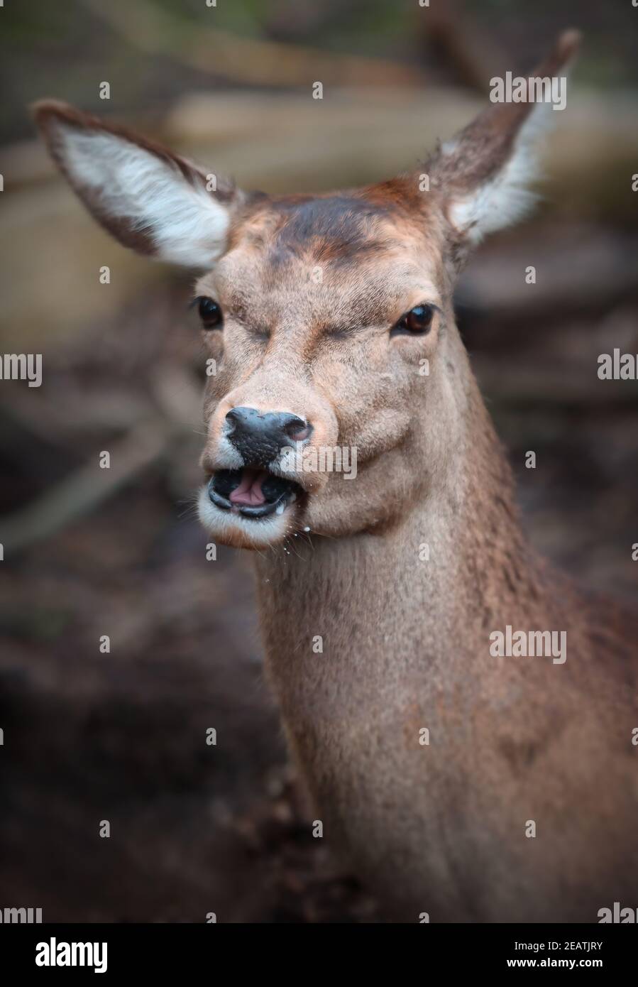 Ritratto di un cervo rosso femmina. Foto Stock