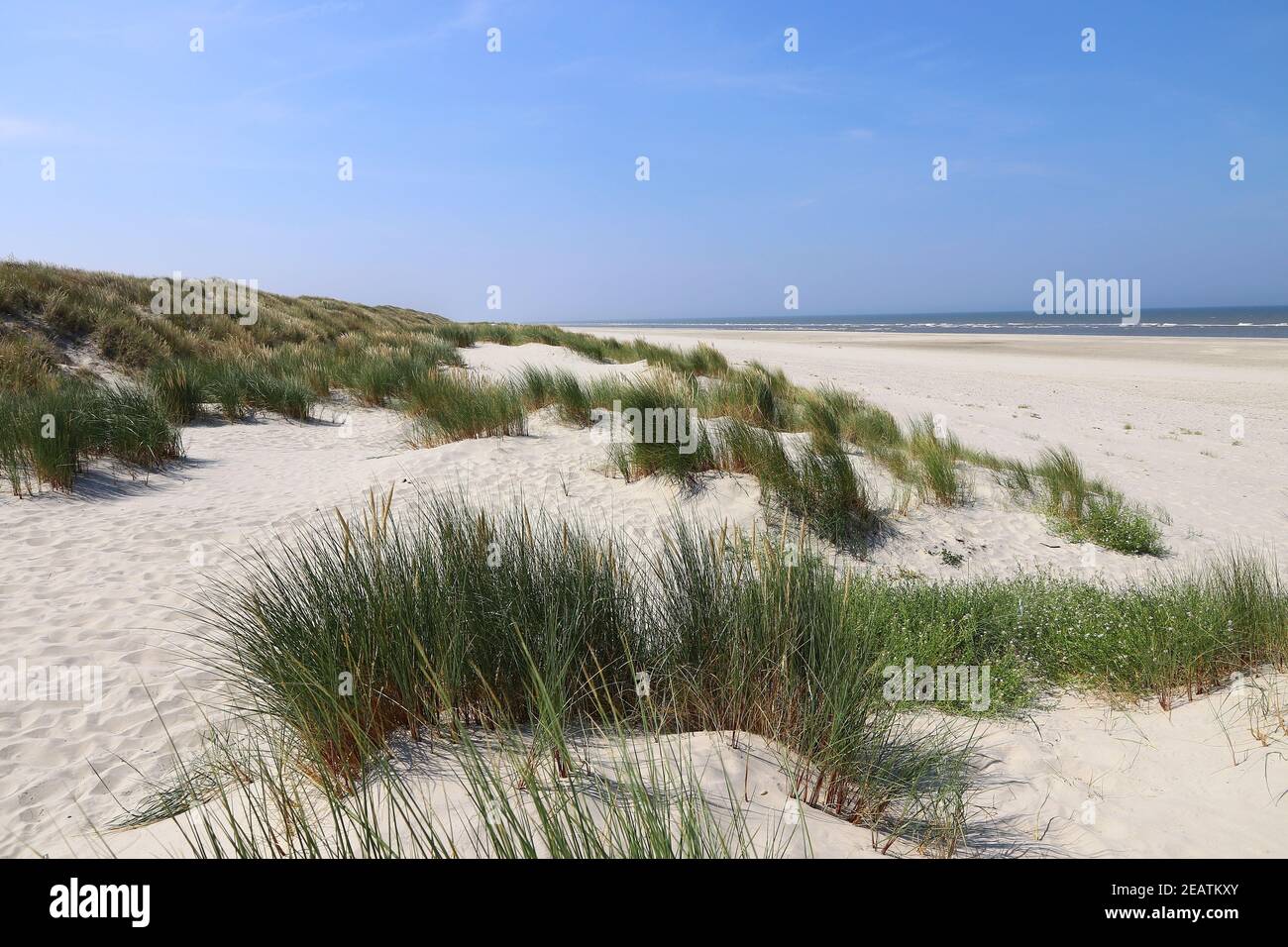 Spiaggia di sabbia bianca con alte erbe sulla costa di Isola del Mare del Nord Langeoog in Germania Foto Stock