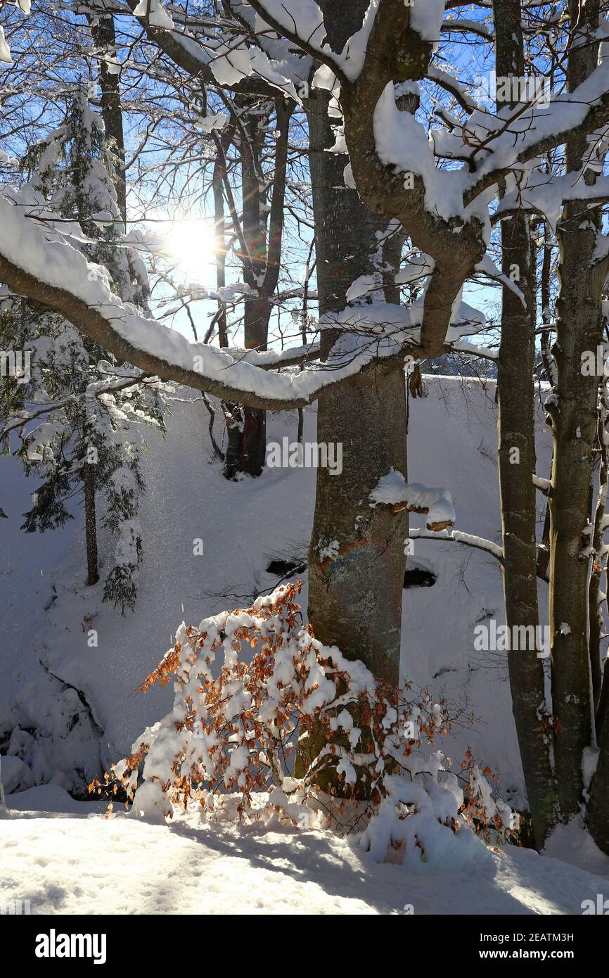 Alberi innevati in inverno contro la luce del sole Foto Stock