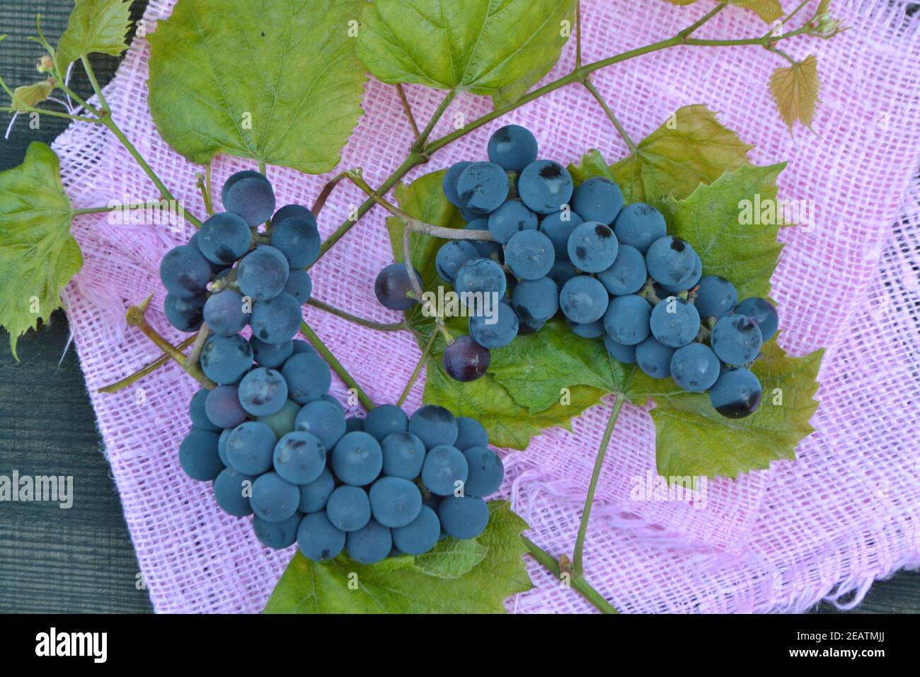 Bacche di uva blu selvatica e foglie verdi su rosa sfondo Foto Stock