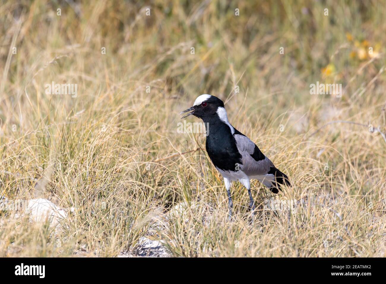 Uccello da lappatura fabbro, Etosha Namibia Africa Foto Stock