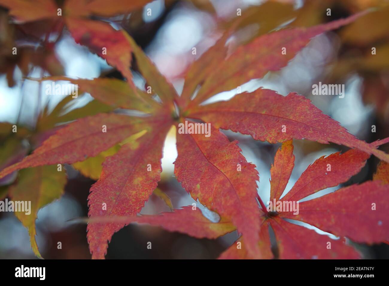 Vista in primo piano di foglie colorate e vibranti durante la stagione autunnale autunno Foto Stock