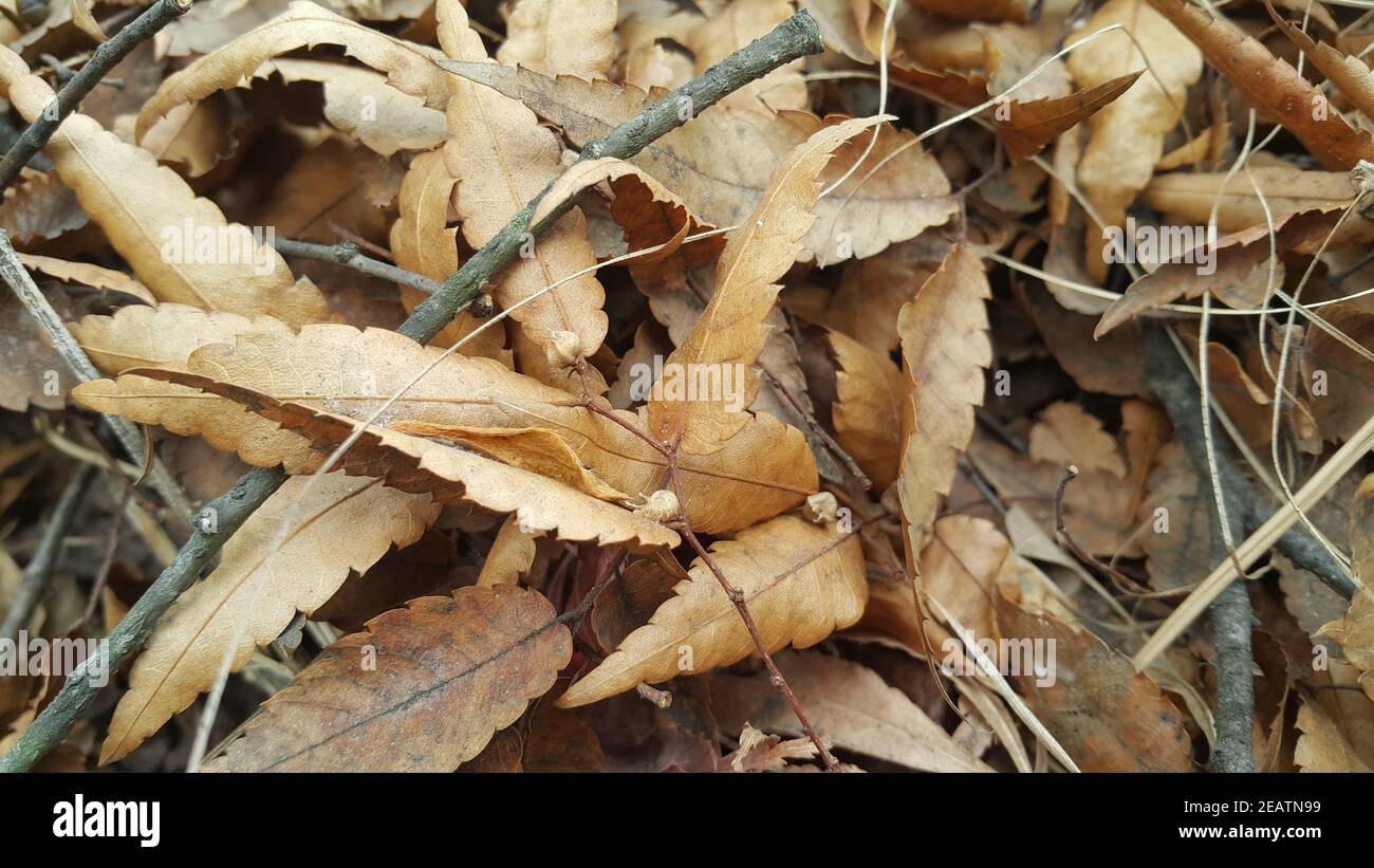 Foglie brune secche durante la stagione autunnale lascia sfondo per il testo e messaggi Foto Stock